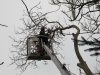 traefaeldning032013_40