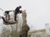 traefaeldning032013_49